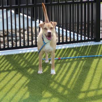 TJ -  Labrador Retriever and Terrier Dog for Adoption in Greenville, South Carolina - TJ | PetCurious