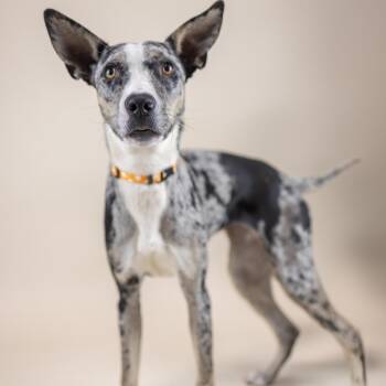 Mixed Breed Dogs Available for Adoption - Eve | PetCurious
