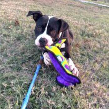 Pit Bull Terrier Dogs Available for Adoption - Marley | PetCurious