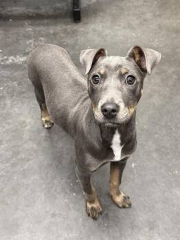 Miniature Pinscher and Mixed Breed Dogs Available for Adoption in North Charleston, South Carolina - 06412b Posie | PetCurious
