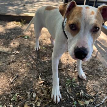 Rescue Pit Bull Terrier Dogs for Adoption in Wadena, Minnesota - Dodger II | PetCurious