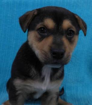 Shepherd Dogs Available for Adoption in Thief River Falls, Minnesota - Fritzz | PetCurious