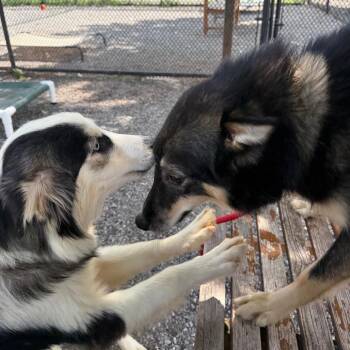 Brinley -  Collie Dog for Adoption in York, Pennsylvania - Brinley | PetCurious