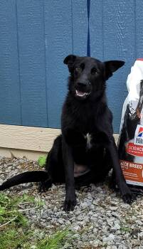 Rescue German Shepherd Dog Dogs for Adoption in Muskogee, Oklahoma - Gracie | PetCurious