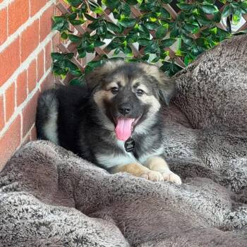 Naples -  German Shepherd Dog and Mixed Breed Dog for Adoption in New York, New York - Naples | PetCurious