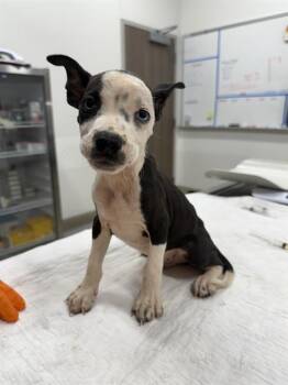 GRUB -  Pit Bull Terrier and Mixed Breed Dog for Adoption in Baytown, Texas - GRUB | PetCurious