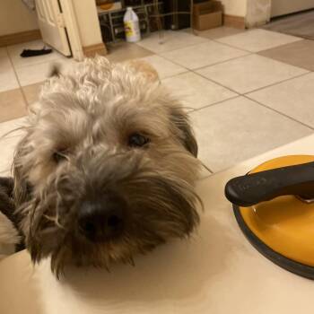Waffles -  Sheepadoodle Dog for Adoption in Moreno Valley, California - Waffles | PetCurious