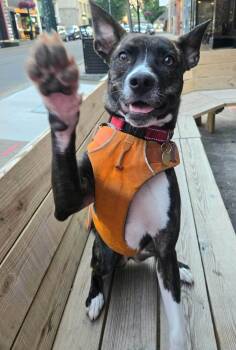 Rescue Dutch Shepherd Dogs for Adoption in Franklin, Tennessee - SARA | PetCurious