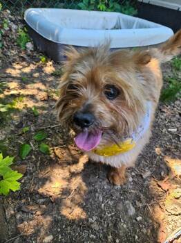 Elton -  Terrier Dog Available for Adoption in Bloomington, Indiana - Elton | PetCurious