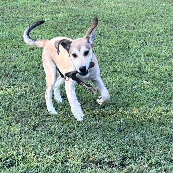 Sheldon -  Labrador Retriever and Terrier Dog for Adoption in Medfield, Massachusetts - Sheldon | PetCurious