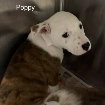 Poppy -  Mixed Breed Dog for Adoption in Knoxville, Tennessee - Poppy | PetCurious