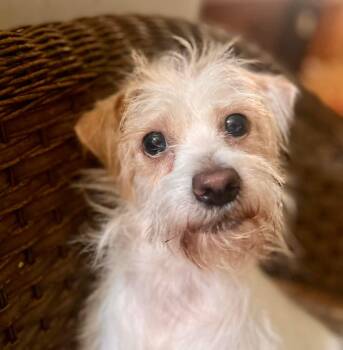 Rescue Border Terrier Dogs for Adoption in Lodi, California - Reggie | PetCurious