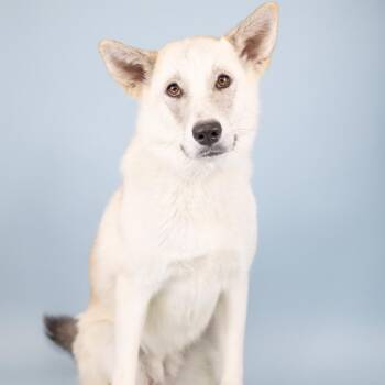 Mixed Breed Dogs Available for Adoption in Portland, Oregon - Chevy | PetCurious