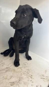 A662181 -  Labrador Retriever Dog for Adoption in Houston, Texas - A662181 | PetCurious