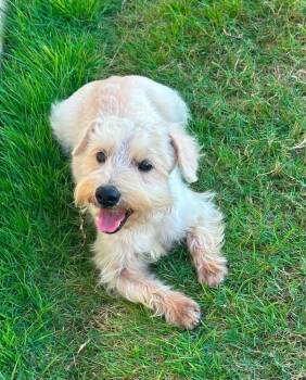 Pee Wee -  Schnauzer and Norfolk Terrier Dog for Adoption in New Bedford, Massachusetts - Pee Wee | PetCurious