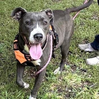 Bella -  Boxer and Bulldog Dog for Adoption in Andover, Massachusetts - Bella | PetCurious