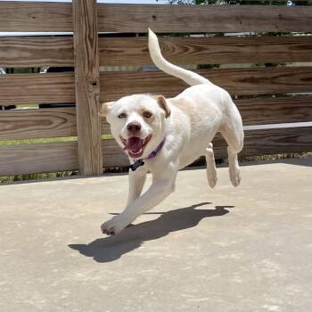 Buttercup -  Mixed Breed Dog for Adoption in Freeport, Florida - Buttercup | PetCurious