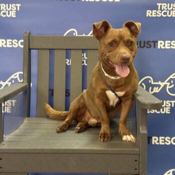 Terrier Dogs Available for Adoption in Waterford, New Jersey - MILO | PetCurious