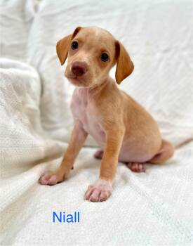 NIALL -  Chiweenie and Dachshund Dog for Adoption in Madisonville, Louisiana - NIALL | PetCurious