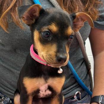 Chihuahua Dogs Available for Adoption in New Fairfield, Connecticut - Popcorn | PetCurious
