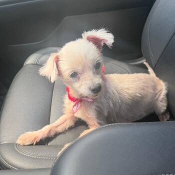Penny -  Miniature Poodle Dog for Adoption in Missouri City, Texas - Penny | PetCurious
