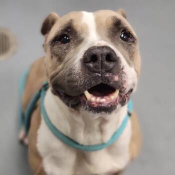 Mixed Breed Dogs Available for Adoption - April | PetCurious