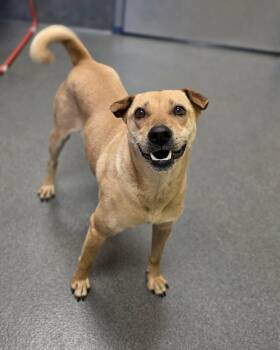 Shar Pei Dogs Available for Adoption in Amherst, Virginia - Sweet Annie | PetCurious