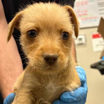 Chihuahua Dogs Available for Adoption - Boppity | PetCurious