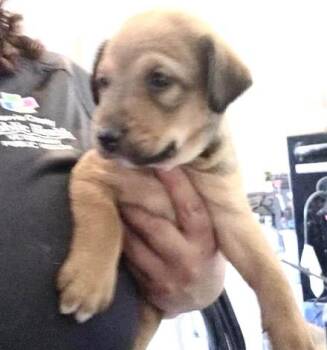 German Shepherd Dog and Mixed Breed Dogs Available for Adoption in Houston, Texas - A656817 | PetCurious
