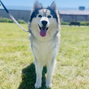 Possum -  Alaskan Malamute and Siberian Husky Dog for Adoption in Champaign, Illinois - Possum | PetCurious