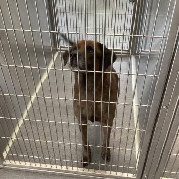 Hera -  Black Labrador Retriever and Mixed Breed Dog for Adoption in Montgomery, Alabama - Hera | PetCurious