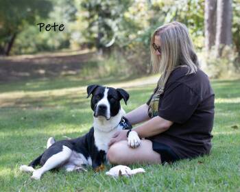 Rescue Retriever Dogs for Adoption in Watkinsville, Georgia - Pete | PetCurious