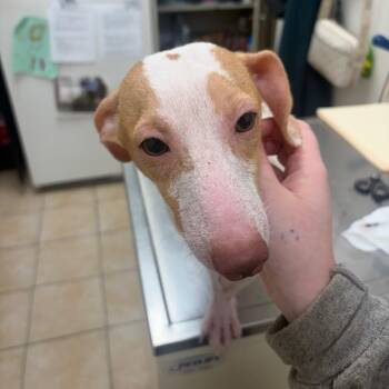Hamburglar -  Dachshund Dog for Adoption in Pekin, Illinois - Hamburglar | PetCurious