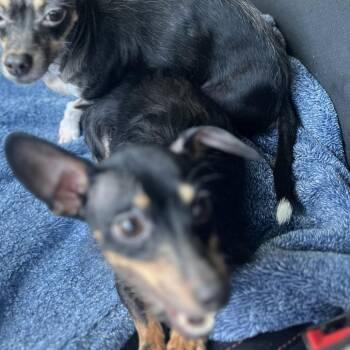 Chihuahua and Dachshund Dogs Available for Adoption in Hohenwald, Tennessee - Henry | PetCurious