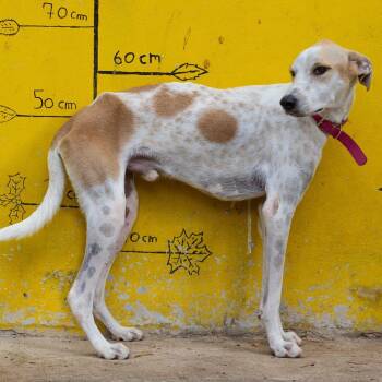 Rescue Greyhound and Italian Greyhound Dogs for Adoption in New York, New York - Cody | PetCurious