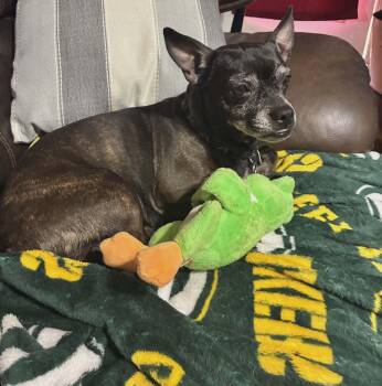 Chihuahua and Boston Terrier Dogs Available for Adoption in Richmond, Kentucky - Sammy | PetCurious