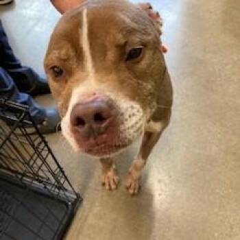 Peach Ring -  Pit Bull Terrier Dog for Adoption in York, Pennsylvania - Peach Ring | PetCurious