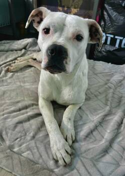 Mixed Breed Dogs Available for Adoption in Swansea, Illinois - Casper | PetCurious