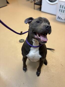Rescue Pit Bull Terrier Dogs for Adoption in Saint Charles, Missouri - Brody | PetCurious