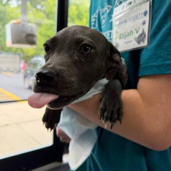 Foo -  Mixed Breed Dog for Adoption in Walker, Michigan - Foo | PetCurious