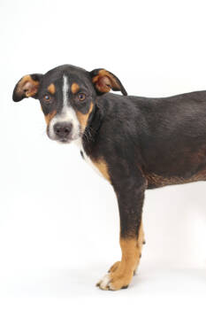 Rescue Husky and Mixed Breed Dogs for Adoption in Morton Grove, Illinois - Ronan | PetCurious