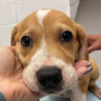 Zummi -  Terrier and Mixed Breed Dog for Adoption in Corpus Christi, Texas - Zummi | PetCurious