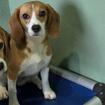 Jolene 9707 -  Beagle Dog for Adoption in Loxahatchee Groves, Florida - Jolene 9707 | PetCurious
