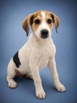 Larry -  Hound and Mixed Breed Dog Available for Adoption in Bowling Green, Kentucky - Larry | PetCurious