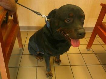 Rottweiler Dogs Available for Adoption in Ocala, Florida - A380843 | PetCurious