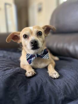 Rescue Chihuahua and Terrier Dogs for Adoption in Poway, California - Manny | PetCurious