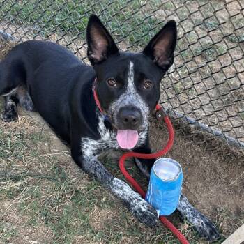 Judge -  Mixed Breed Dog for Adoption in Chattanooga, Tennessee - Judge | PetCurious