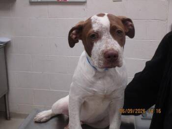 (303) -  Hound Dog for Adoption in Marietta, Georgia - (303) | PetCurious