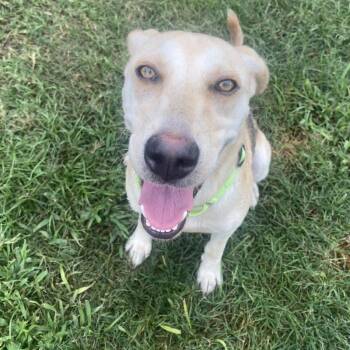 Miya -  Yellow Labrador Retriever Dog for Adoption in Houston, Texas - Miya | PetCurious