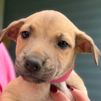 Penny - magenta -  Boxer and Catahoula Leopard Dog Dog for Adoption in Greenfield, Indiana - Penny - Magenta | PetCurious